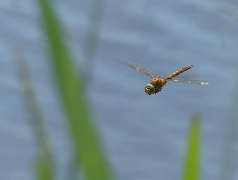Norfolk Hawker