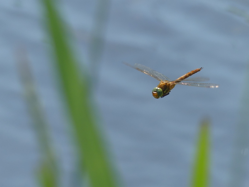 Norfolk Hawker