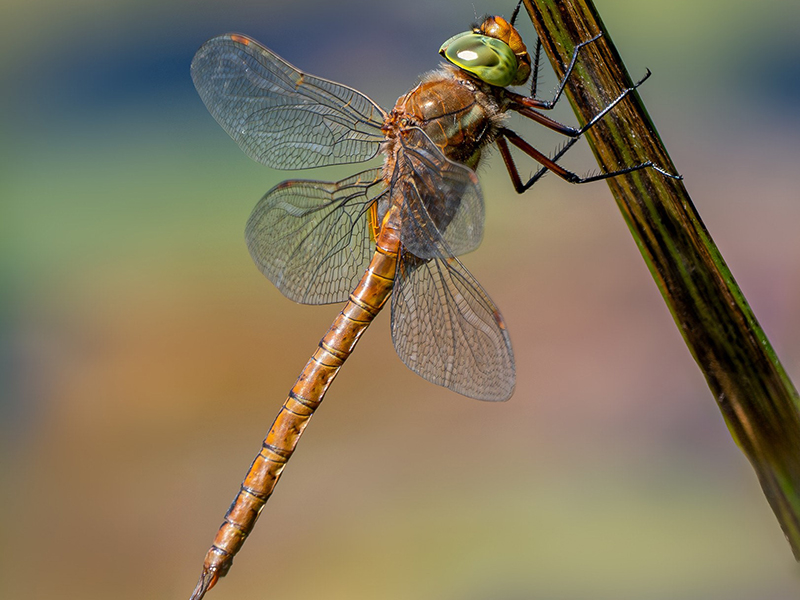 Norfolk Hawker © Polly Mair
