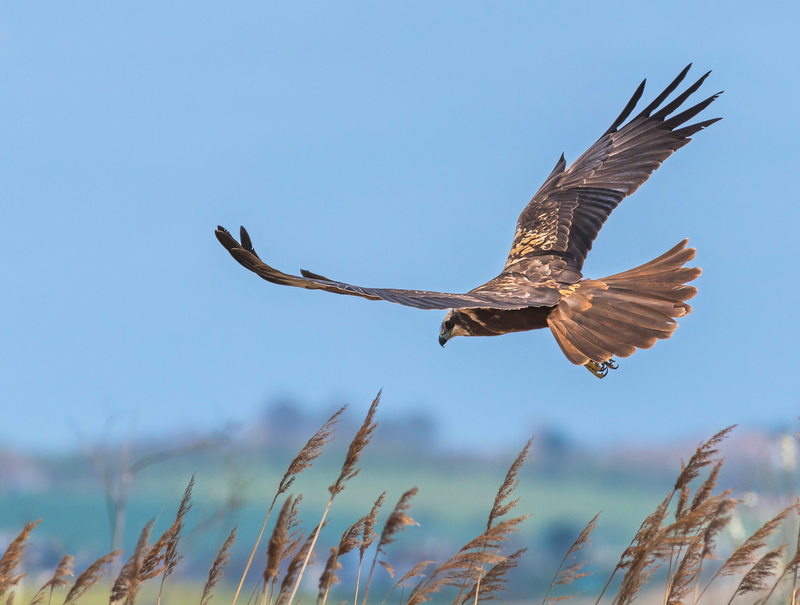 Marsh Harrier