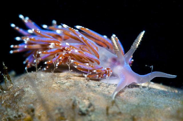 Webinar: Sussex Beneath the Waves - Discover our local marine life and how we can protect it.