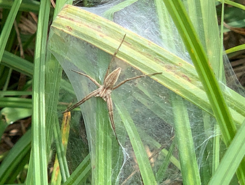 Nursery-web Spider © Clive Lunny