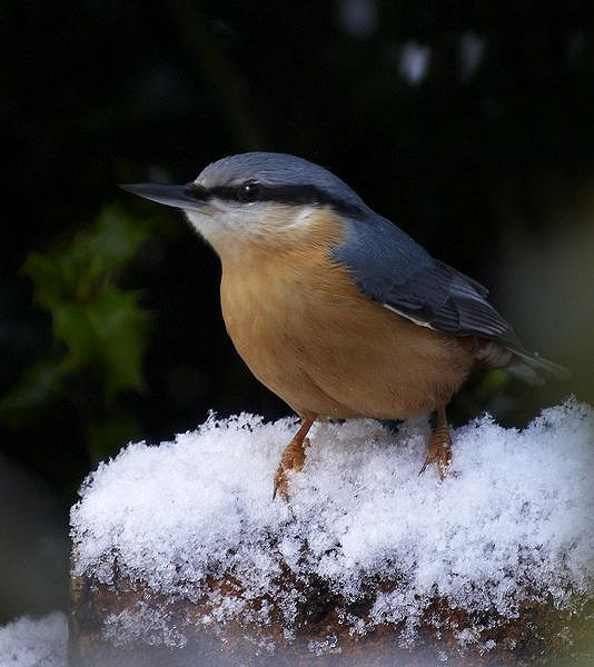 Introduction to Birds and Birdwatching (30/01 to 11/06/2024)