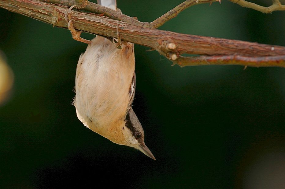 nuthatch
