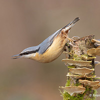 7. Nuthatch on Fungi - Brian Watkins