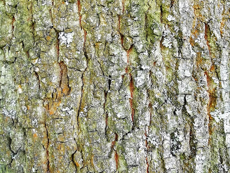 Oak bark Oak bark