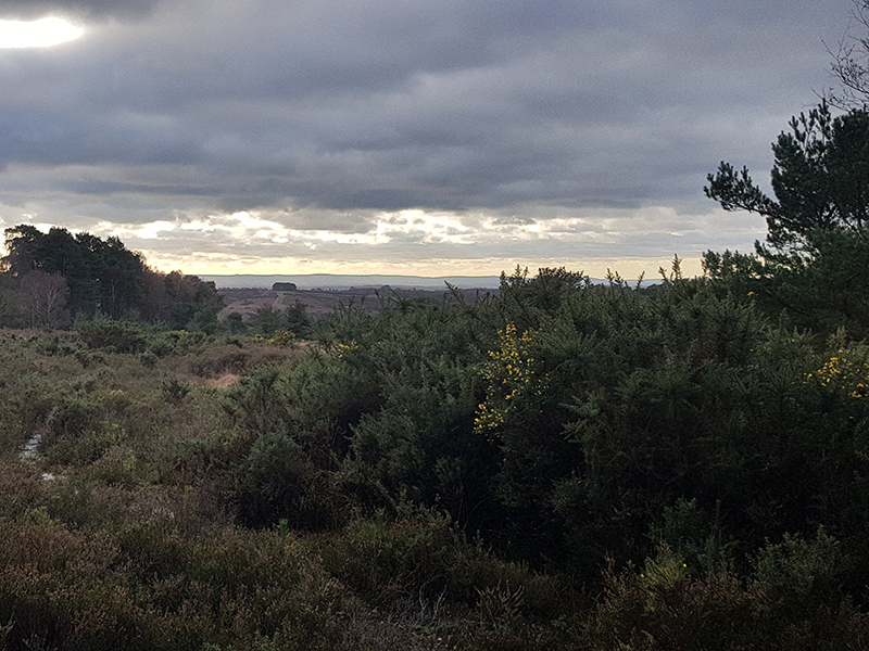 Volunteer impact on our reserves