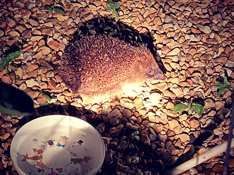 One of our resident Hedgehogs One of our resident Hedgehogs