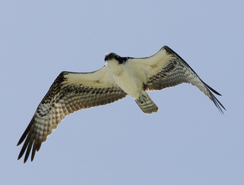 Osprey