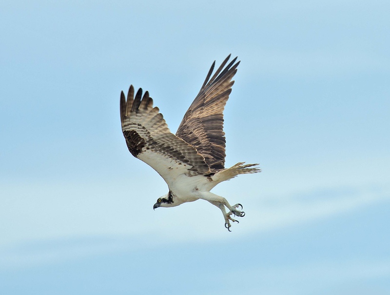 Rye Harbour Nature Reserve Wildlife sightings: September 2024