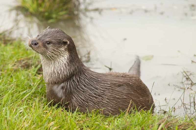 Otter © Deirdre Huston Otter © Deirdre Huston