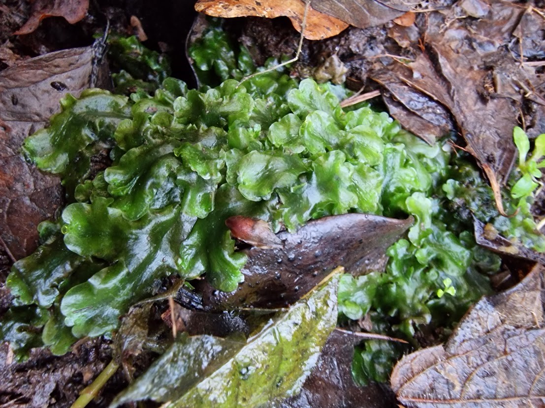 Overleaf Pellia