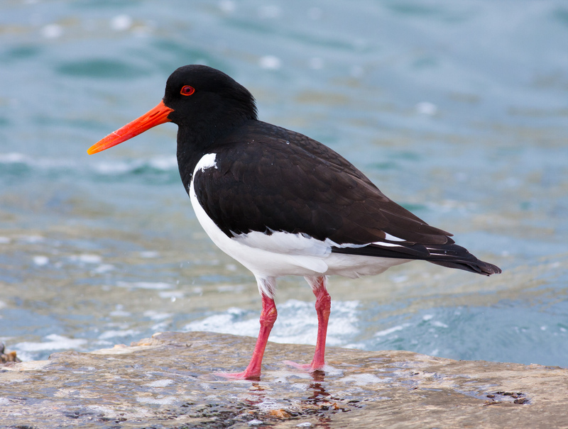 Oystercatcher