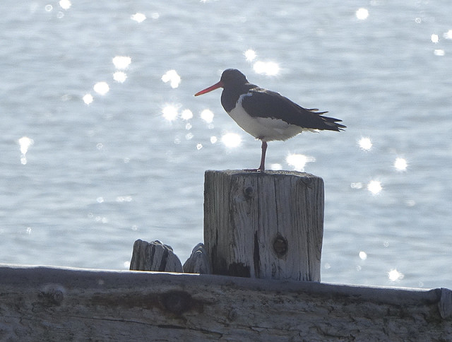 Wonderful Waders for Pre-schoolers – Rye Harbour Nature Reserve (09/04/2024)