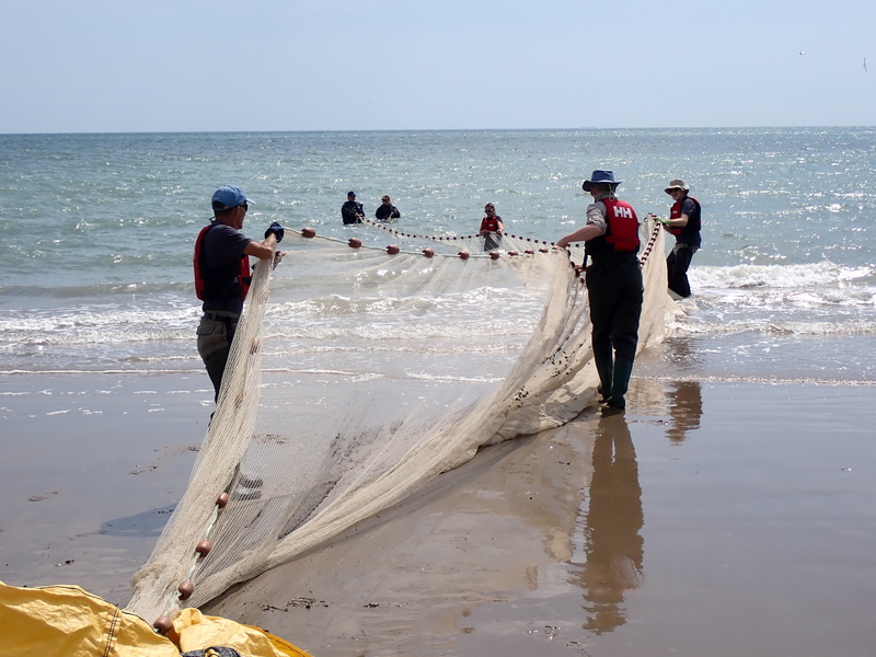 This year's Small Fish Surveys at Rye Harbour