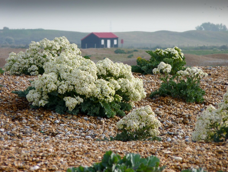 Sea Kale at Rye Harbour Nature Reserve
