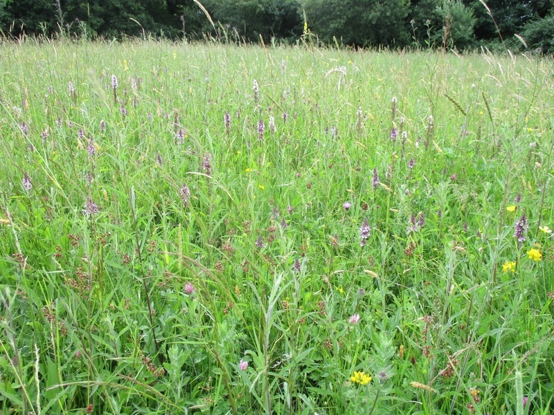 Blunts Wood and Paiges Meadows Nature Reserve