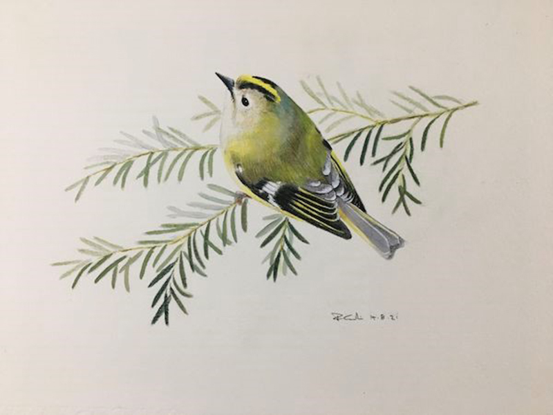 Goldcrest © Rob Eadie
