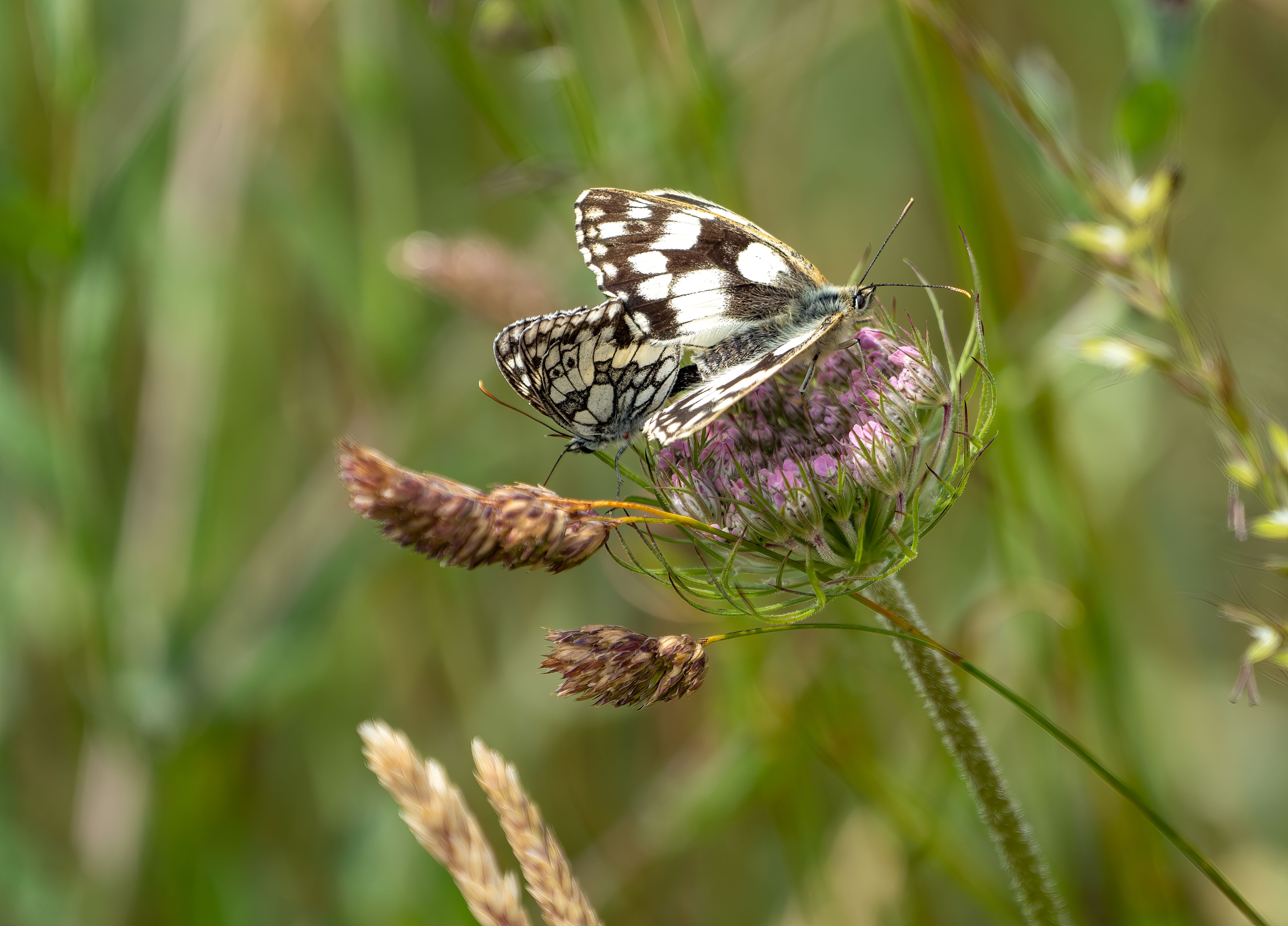 Pair of Marbled Whites © Alan Nott