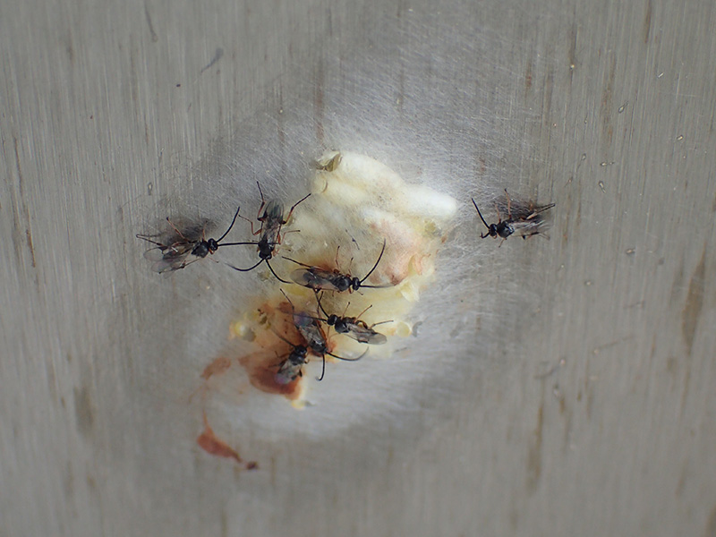 Parasitoid wasps © Chris Bentley