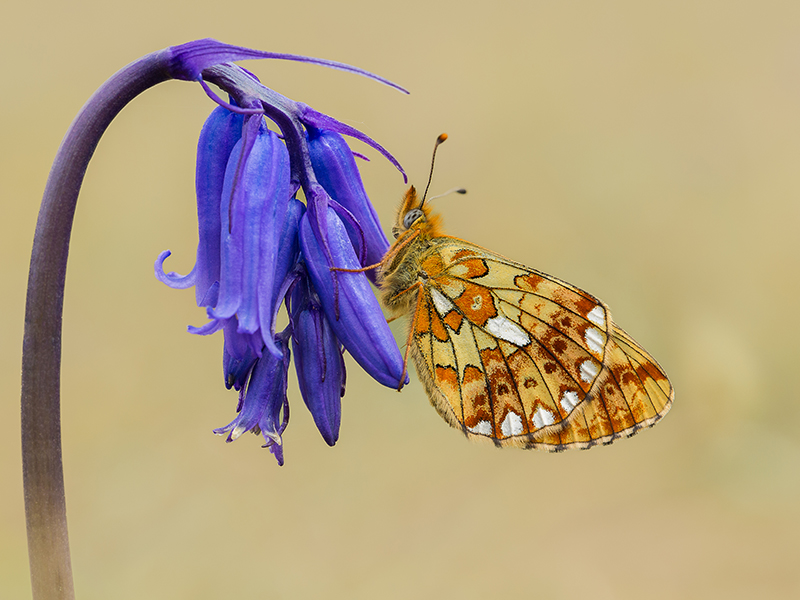 Pearl-bordered Fritillary