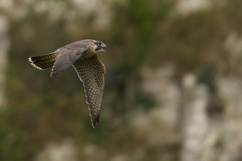 Peregrine