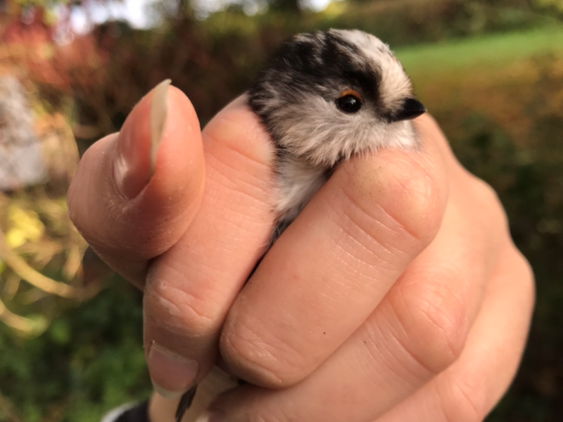 Long-tailed Tit