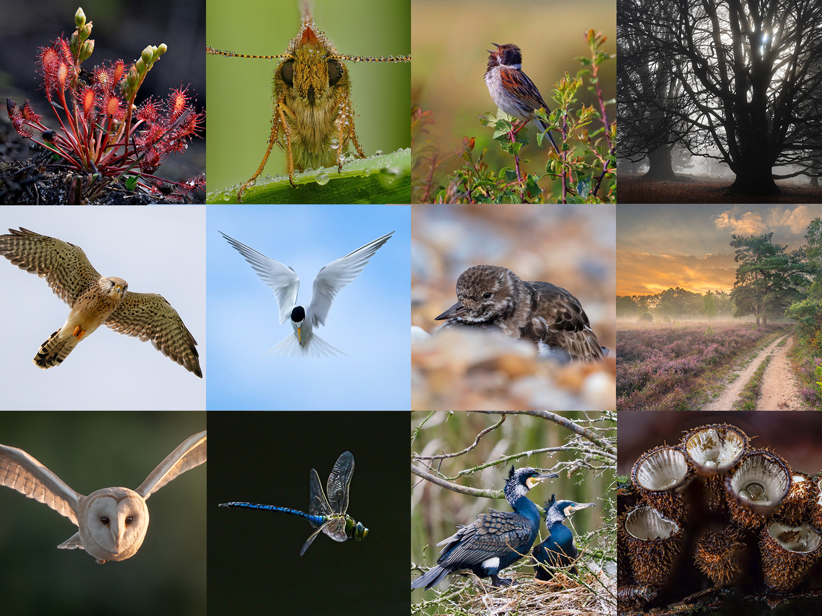 Vote Now: Photo Competition Finalists Revealed