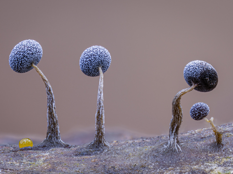 Behind the Lens with Kutub Uddin