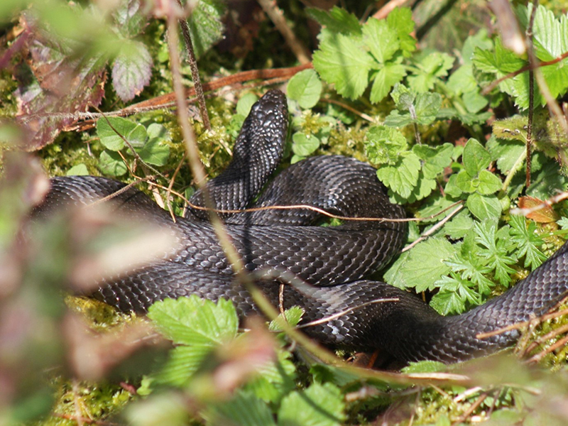Black Adder © Rob Eadie