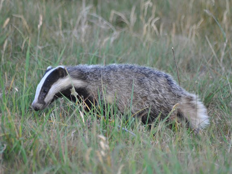 Badger cub © Bob Eade Badger cub © Bob Eade
