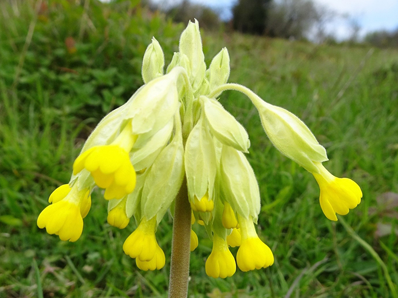Cowslip on Levin Down Photo Rob Eadie