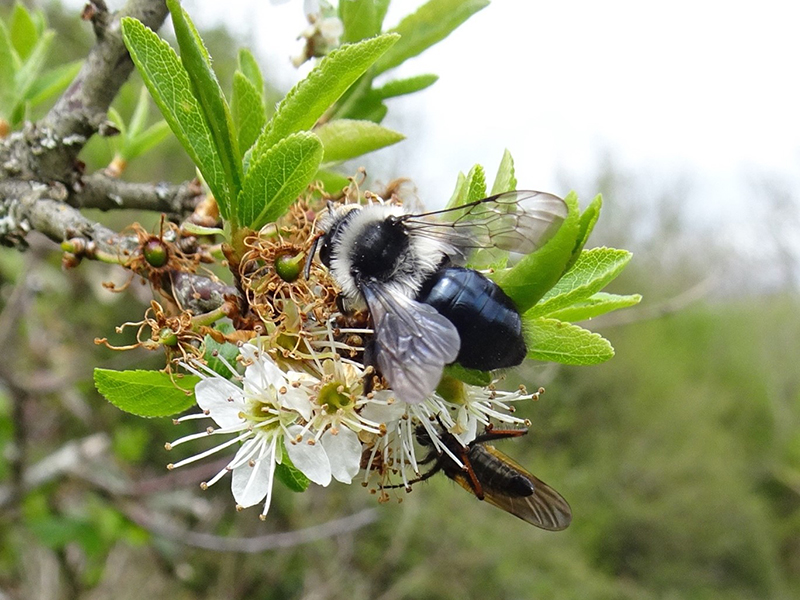 Ashy Mining Bee photo Rob Eadie