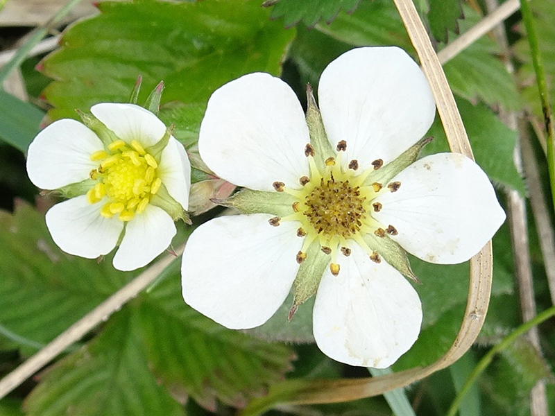 Wild Strawberry photo Rob Eadie