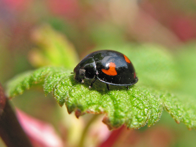 Pine Ladybird © Rachel Scopes Pine Ladybird © Rachel Scopes