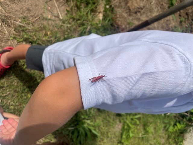 Pink Grasshopper