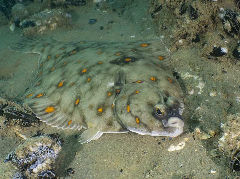 Plaice © Paul Naylor