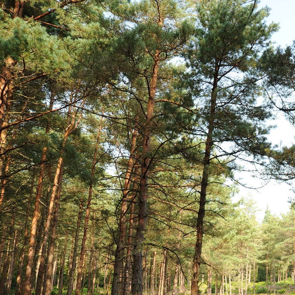Plantation milesDavies