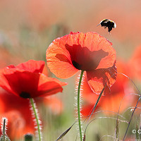 8. Poppies in the Sun - Claire Andrews
