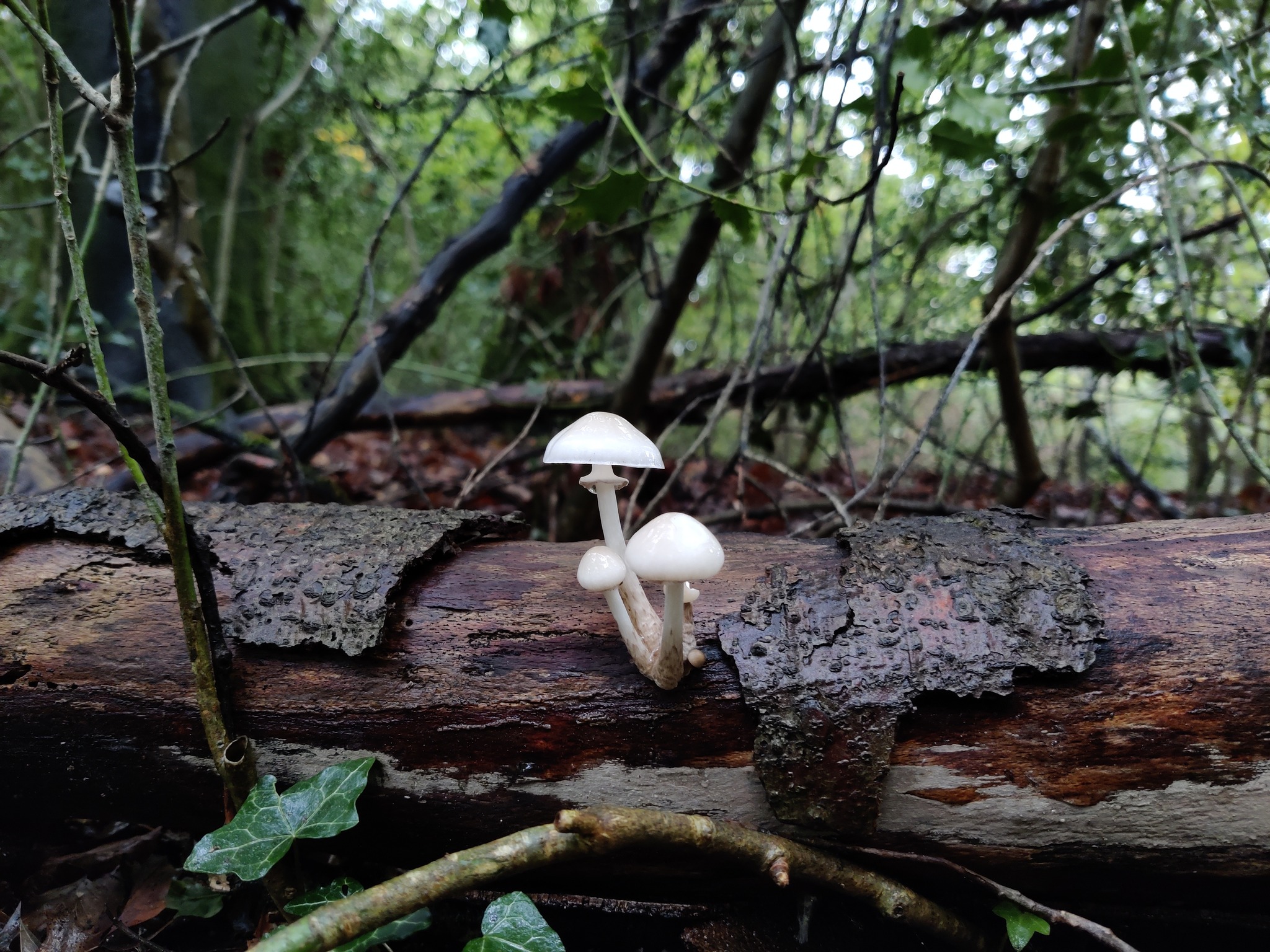 Porcelain fungus © Clare Blencowe Porcelain fungus © Clare Blencowe