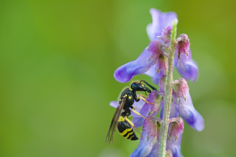Potters Wasp © Matt Rich