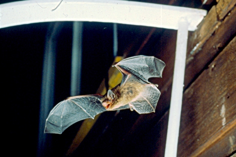 Common Pipistrelle