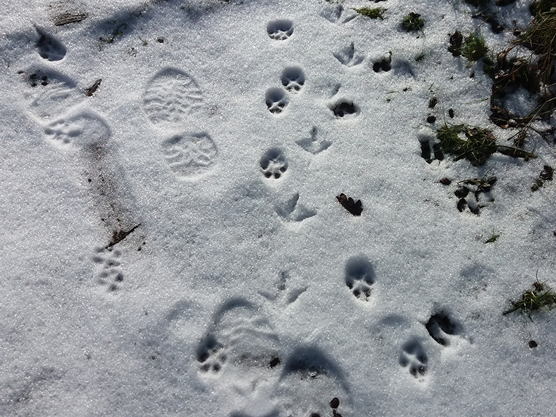 Mammal mysteries