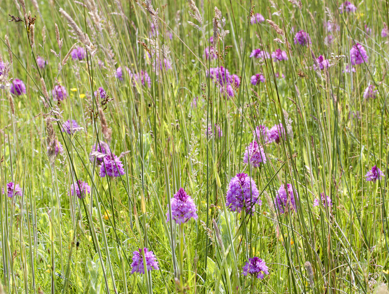 Pyramidal orchid