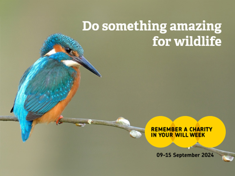 Do something amazing for wildlife