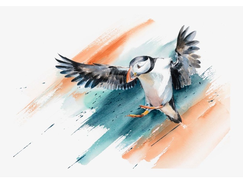 Puffin