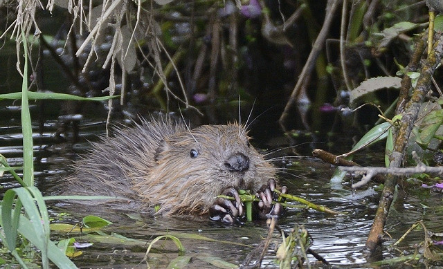 Webinar: Living alongside Beavers 12/02