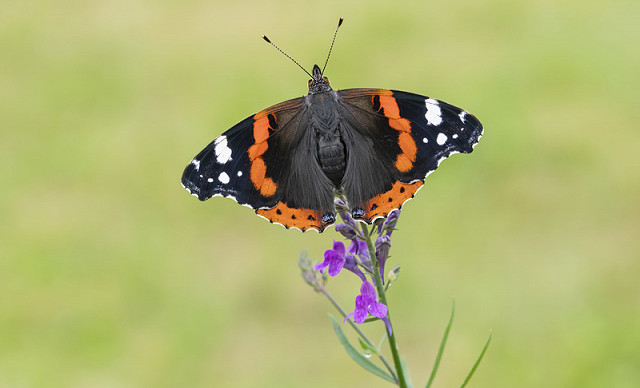 An Introduction to the Butterflies of Sussex (01/07/2023)
