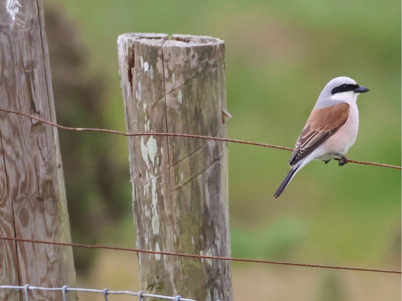 Red-backed Shrike © James Tomlinson