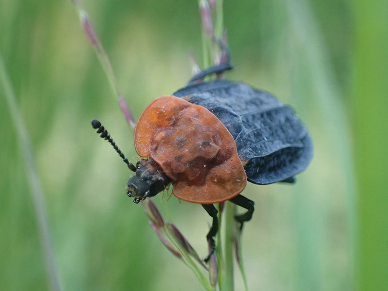 Dung and death